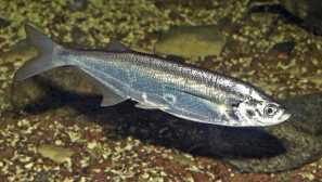 Čeština: druh, tření, rybaření, stanoviště, krmení, fotografie, video, popis, velikost